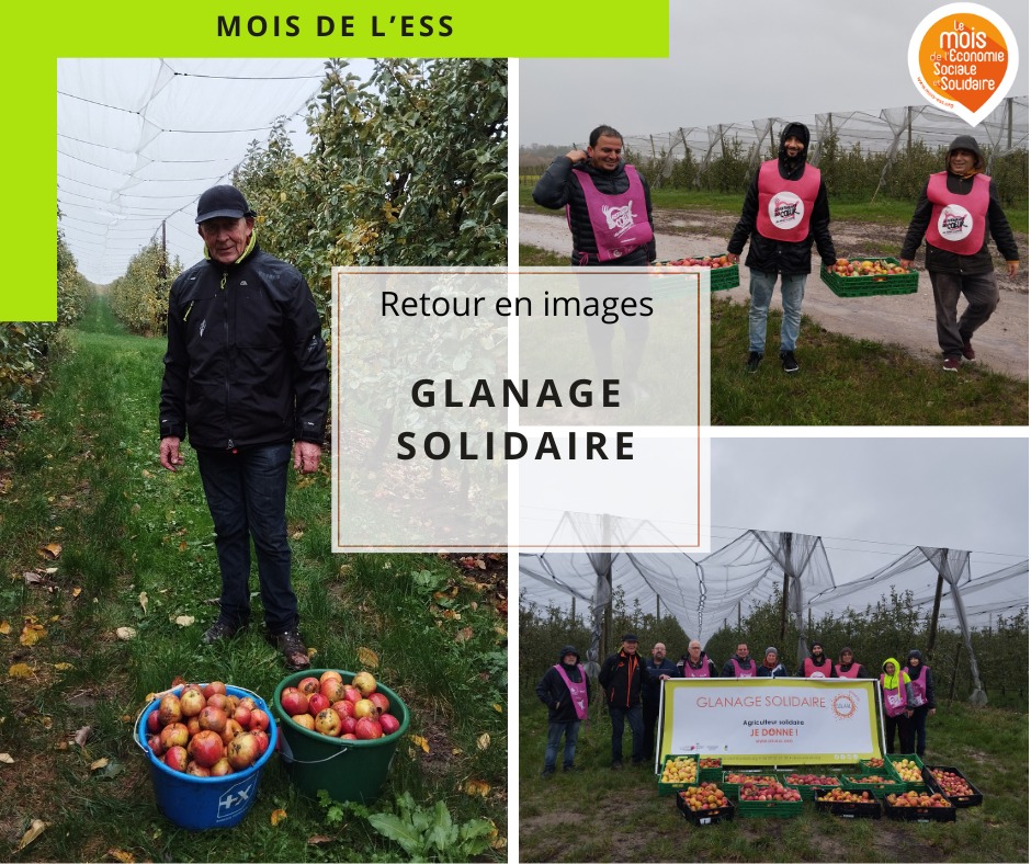 Glanage Solidaire à Haguenau : Merci Alsace Fruits Et Solaal : Les ...